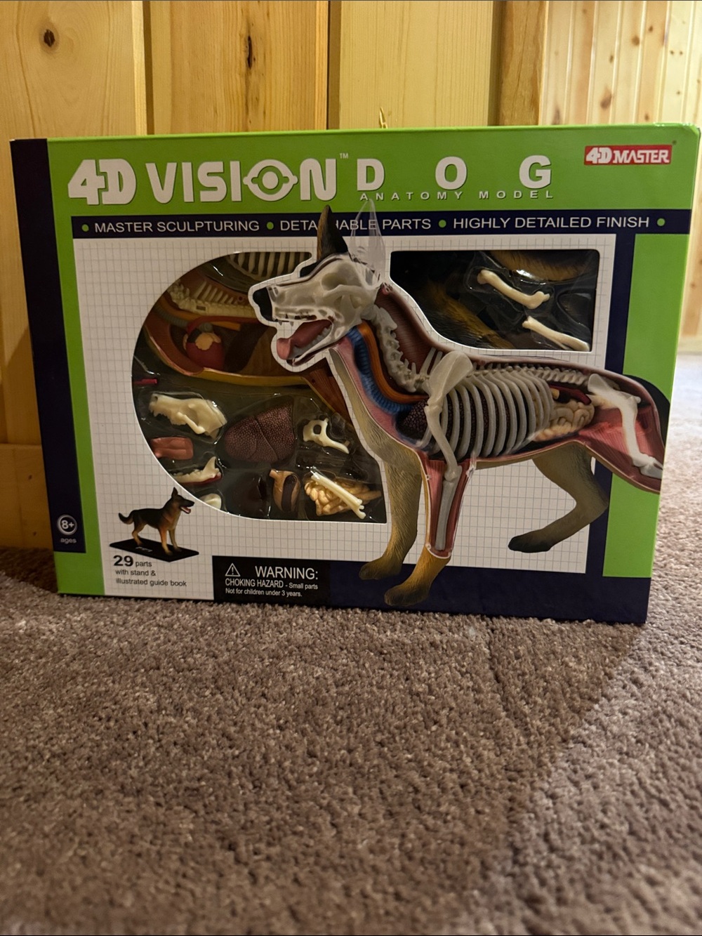 4D Vision Dog Anatomy Model Kit - Green Box - Picture 3 of 4
